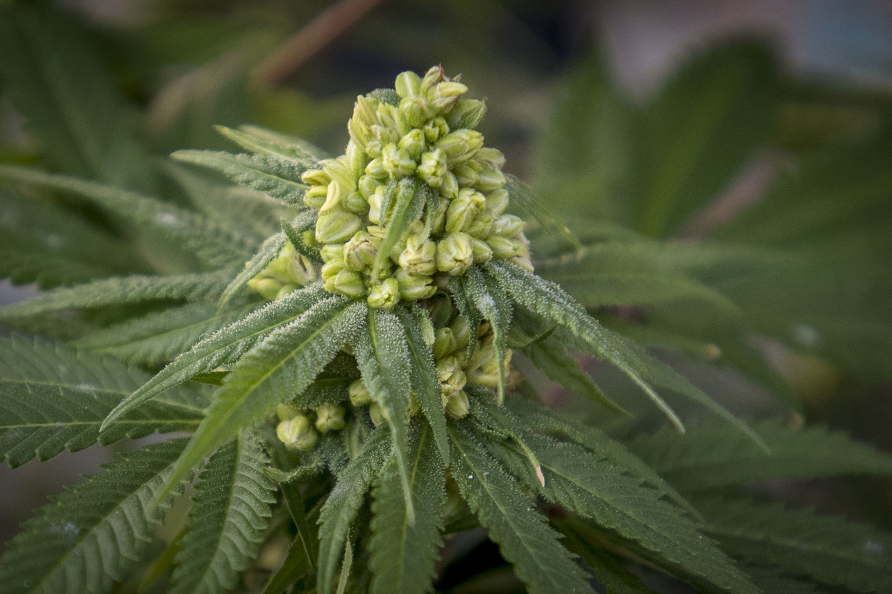 7 Common Mistakes to Avoid When Smoking Hemp Flower