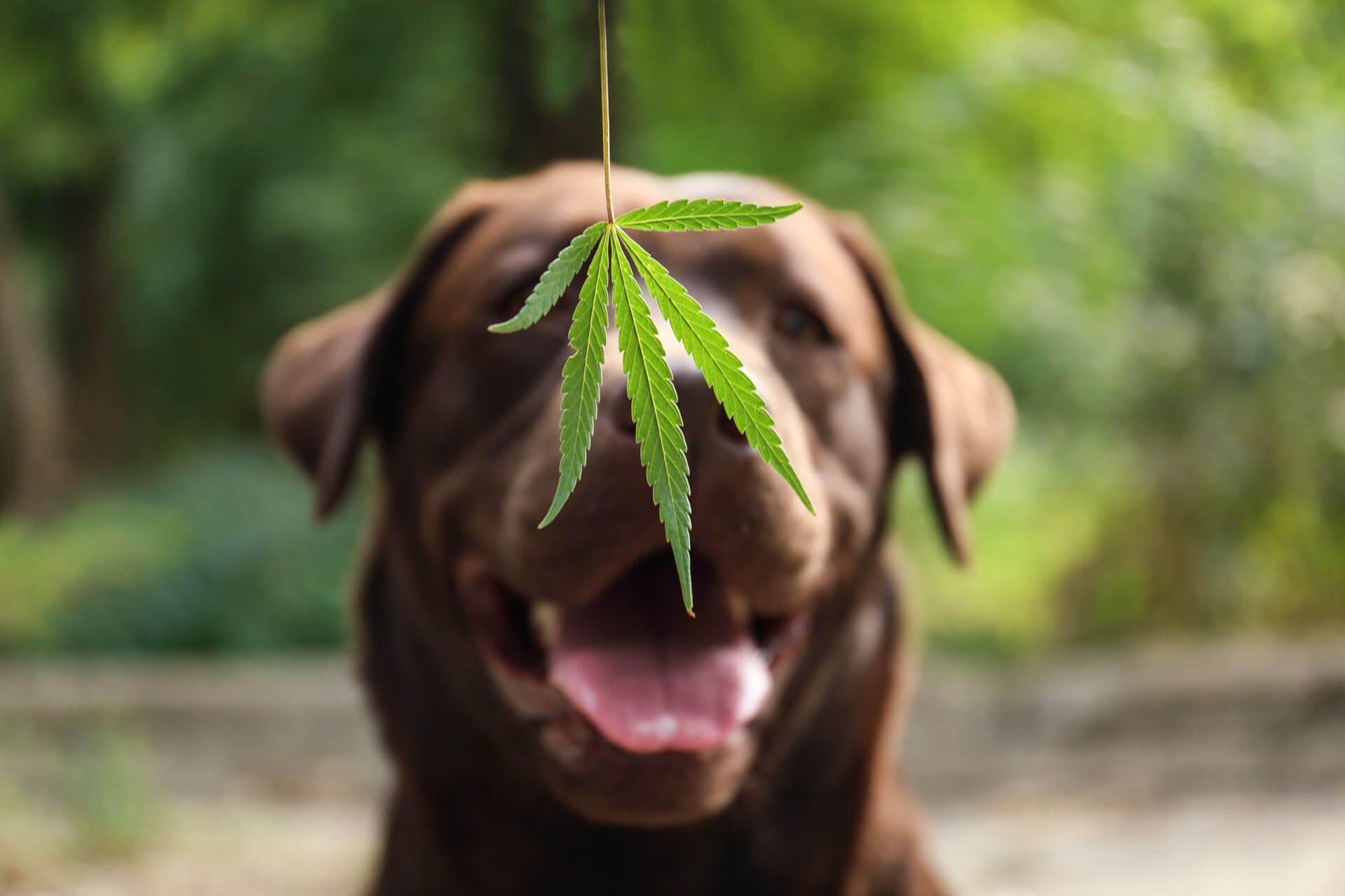 Dogs Can Relax and Feel Better with These Pawsitively Calm CBD Treats