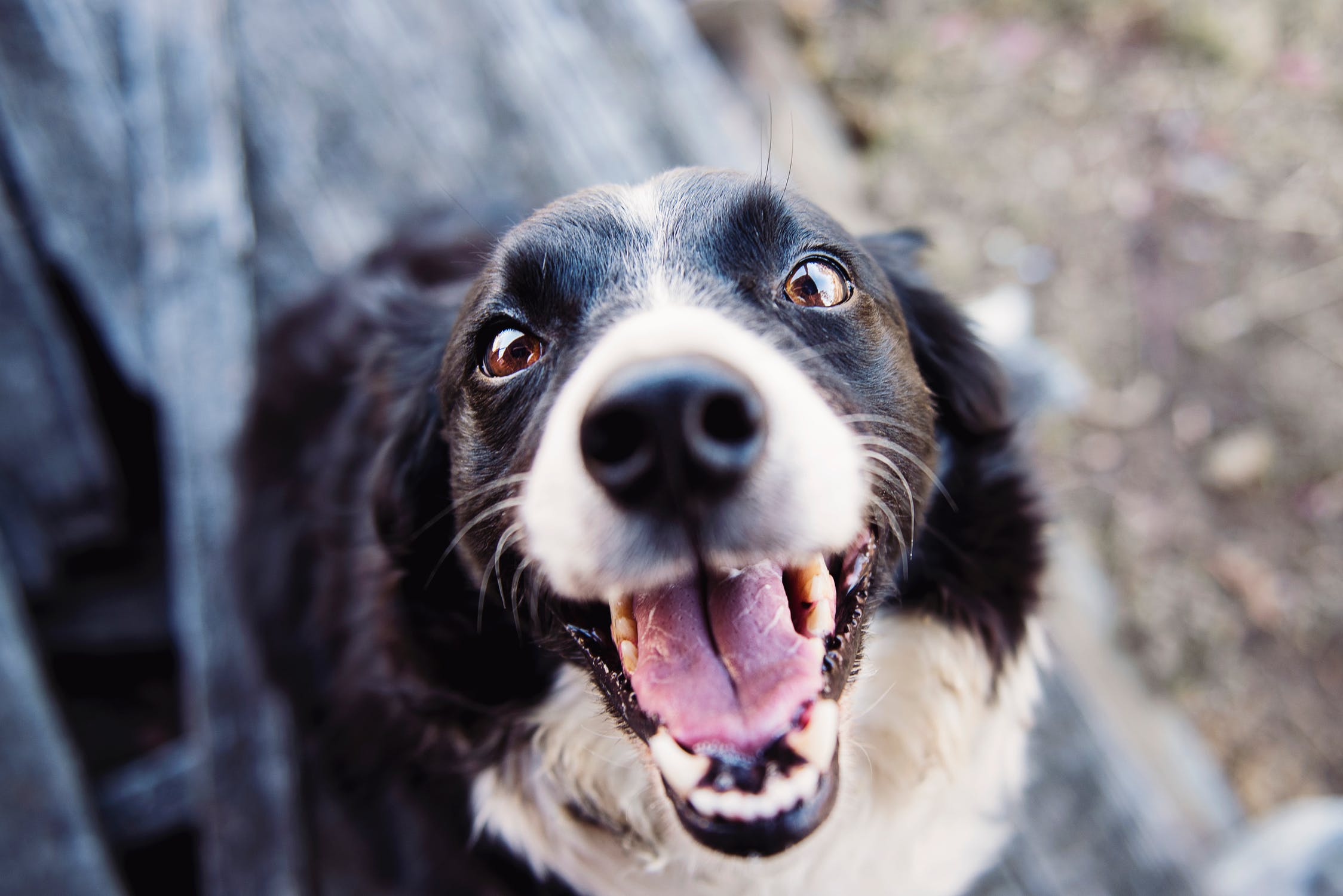 From Tail Wags to Tranquility: CBD Oil for Dogs Promotes Overall Wellbeing