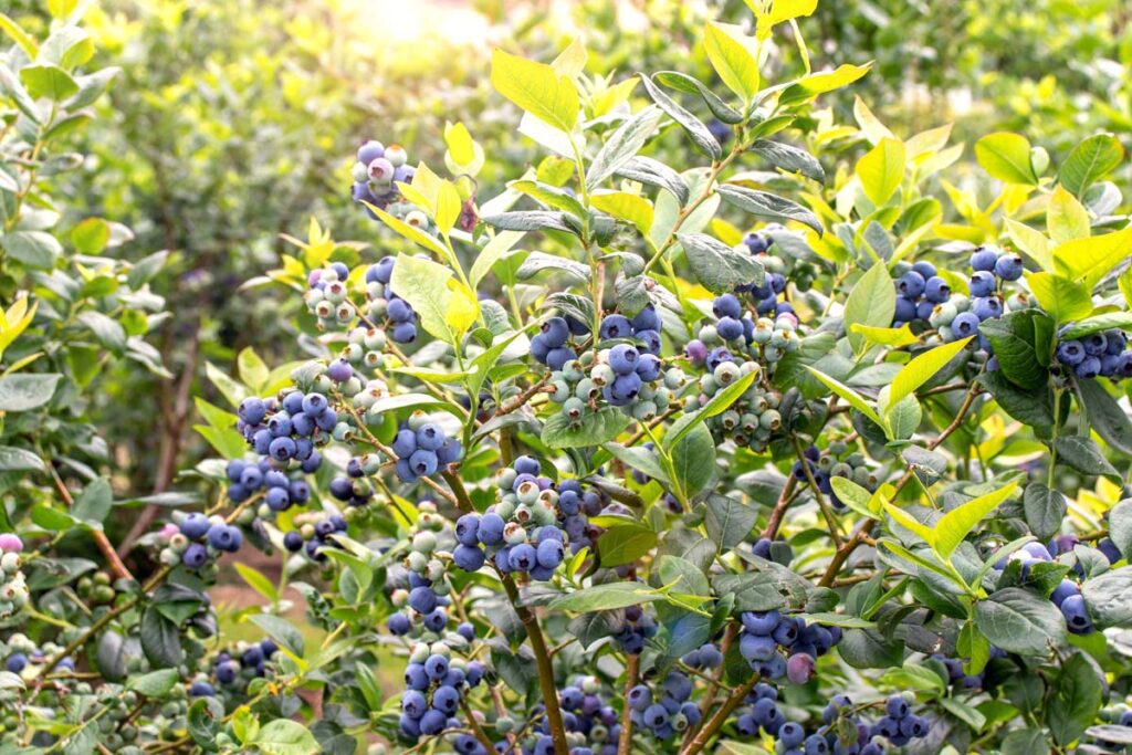 Why You Should Give Your Blueberries a Companion